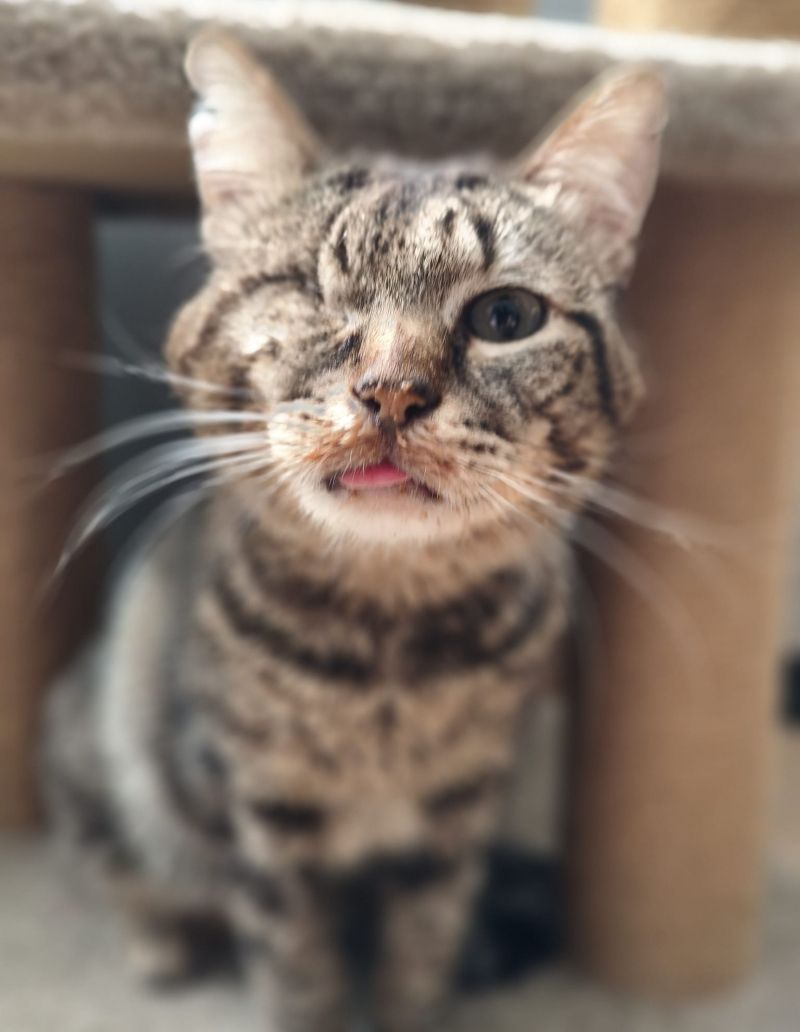 gatos gatos