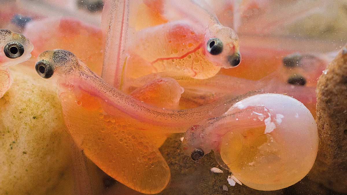 Imagen de los jóvenes salmones que se puede encontrar en el libro. | L.N.C.