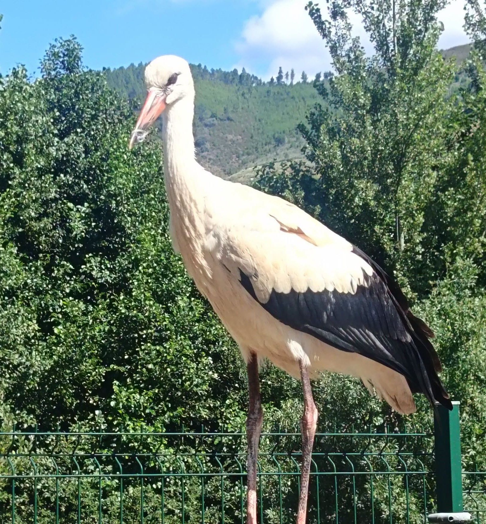 La cigüeña, ajena a los comentarios. La cigüeña, ajena a los comentarios.
