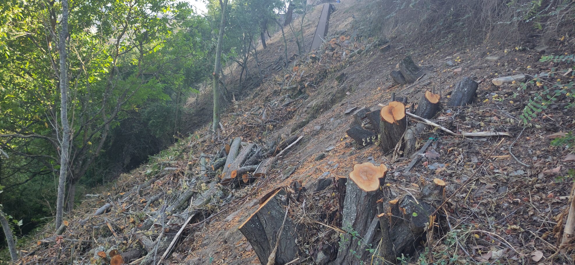 Poda realizada en la ladera.