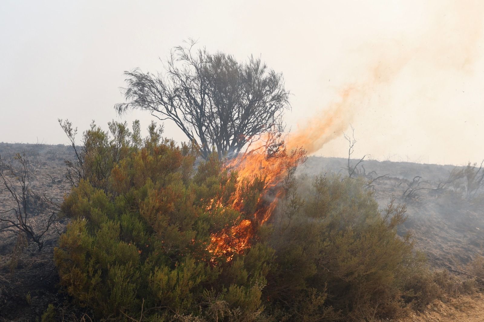 Incendio forestal de nivel dos en Murias de Ponjos 