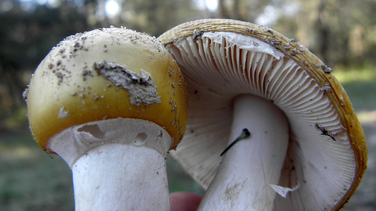 El universo ‘fungi’ es rico en nuestra comarca, donde podemos recogerlas incluso en febrero, aunque este año se acorta su producción. | ICAL