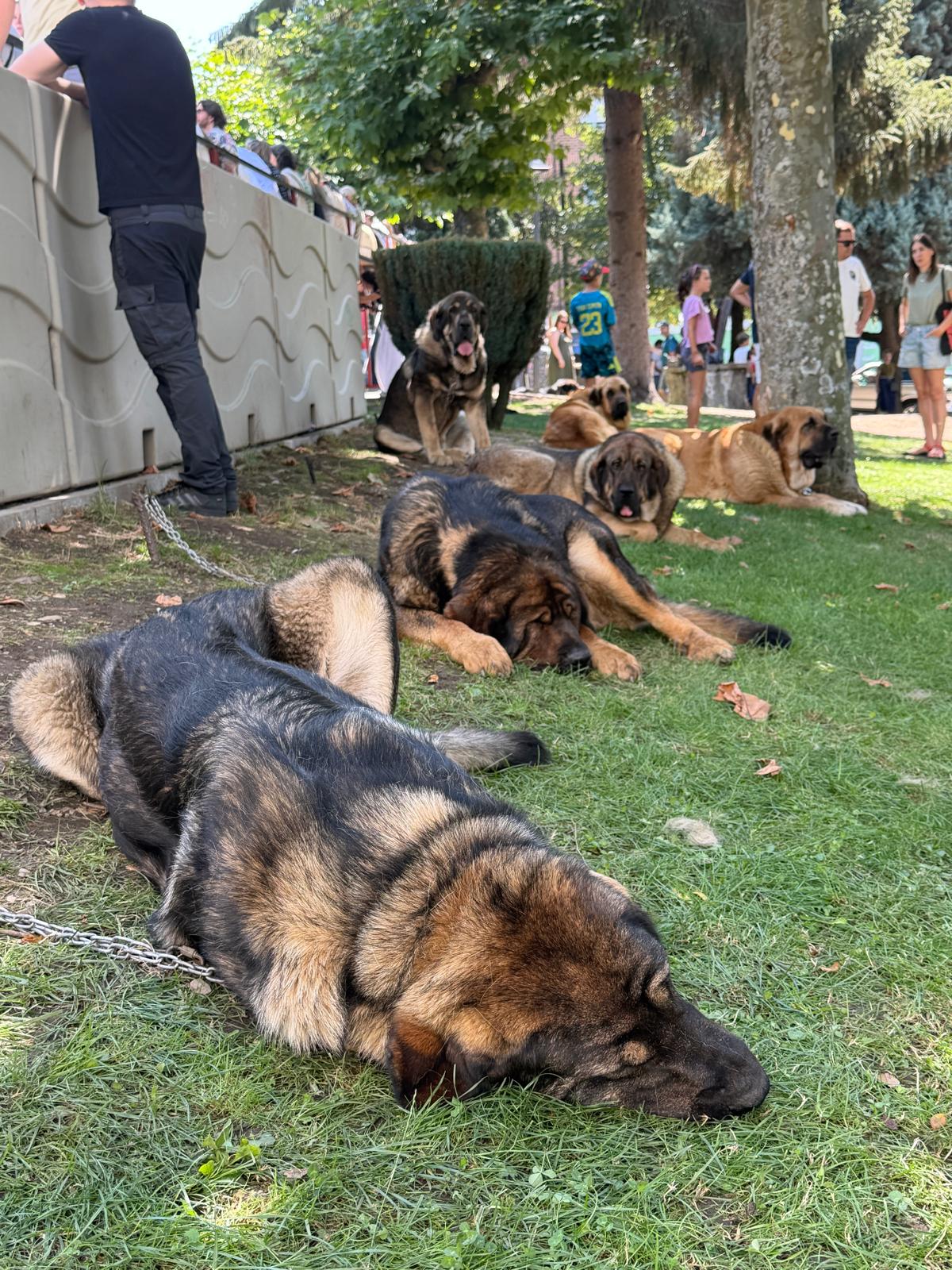 IX Campeonato del Mastín