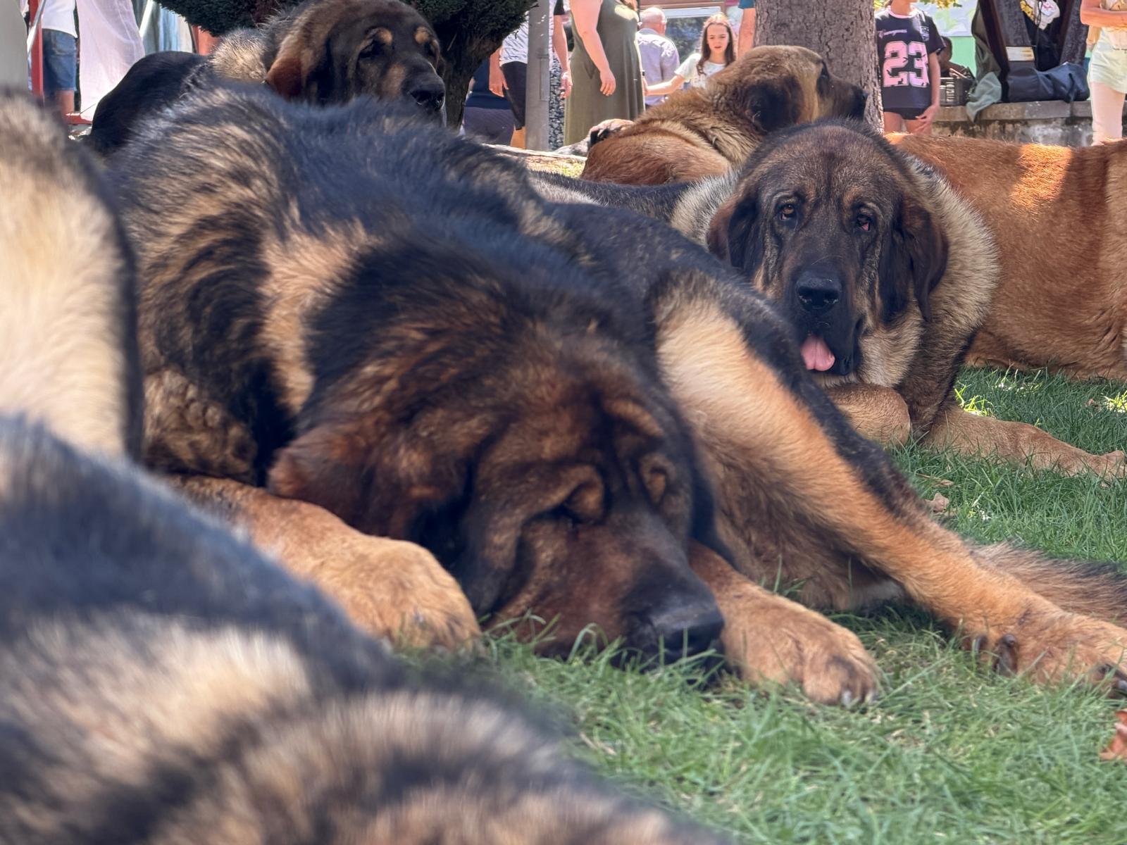 IX Campeonato del Mastín 
