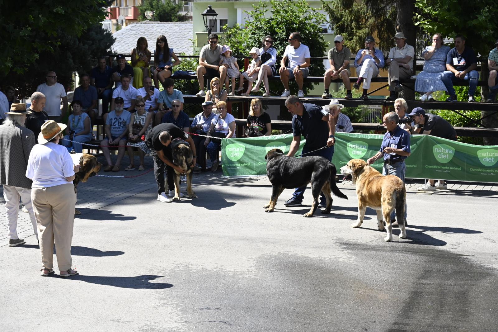 IX Campeonato del Mastín
