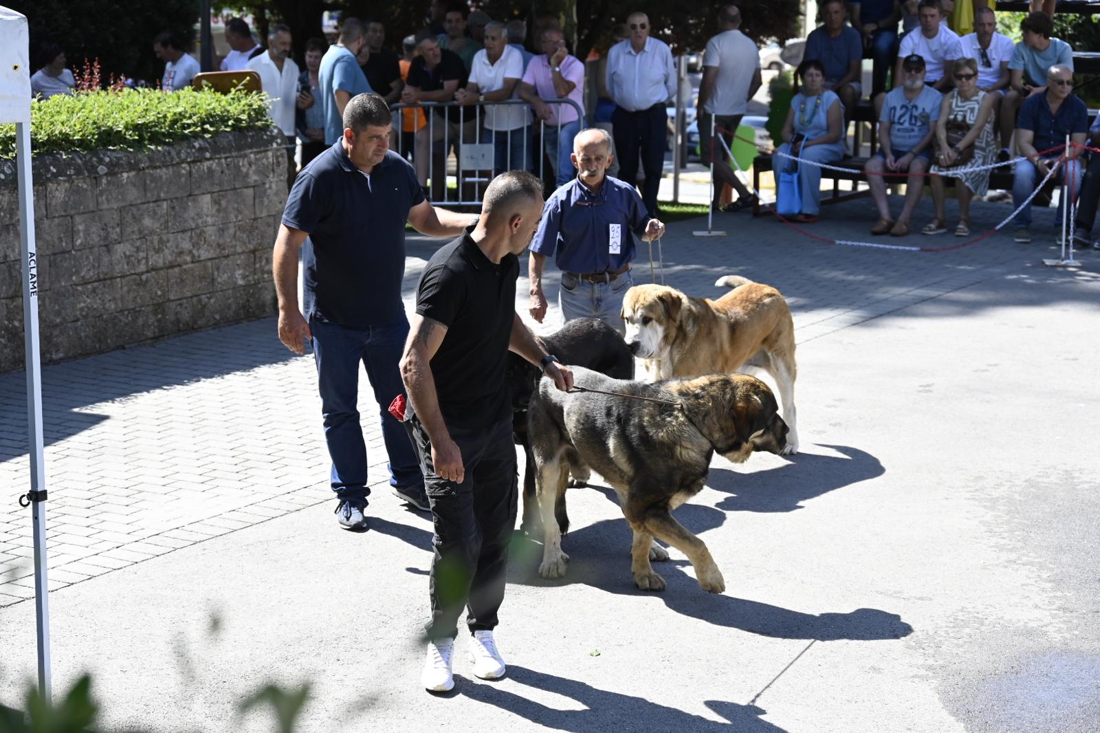 IX Campeonato del Mastín 