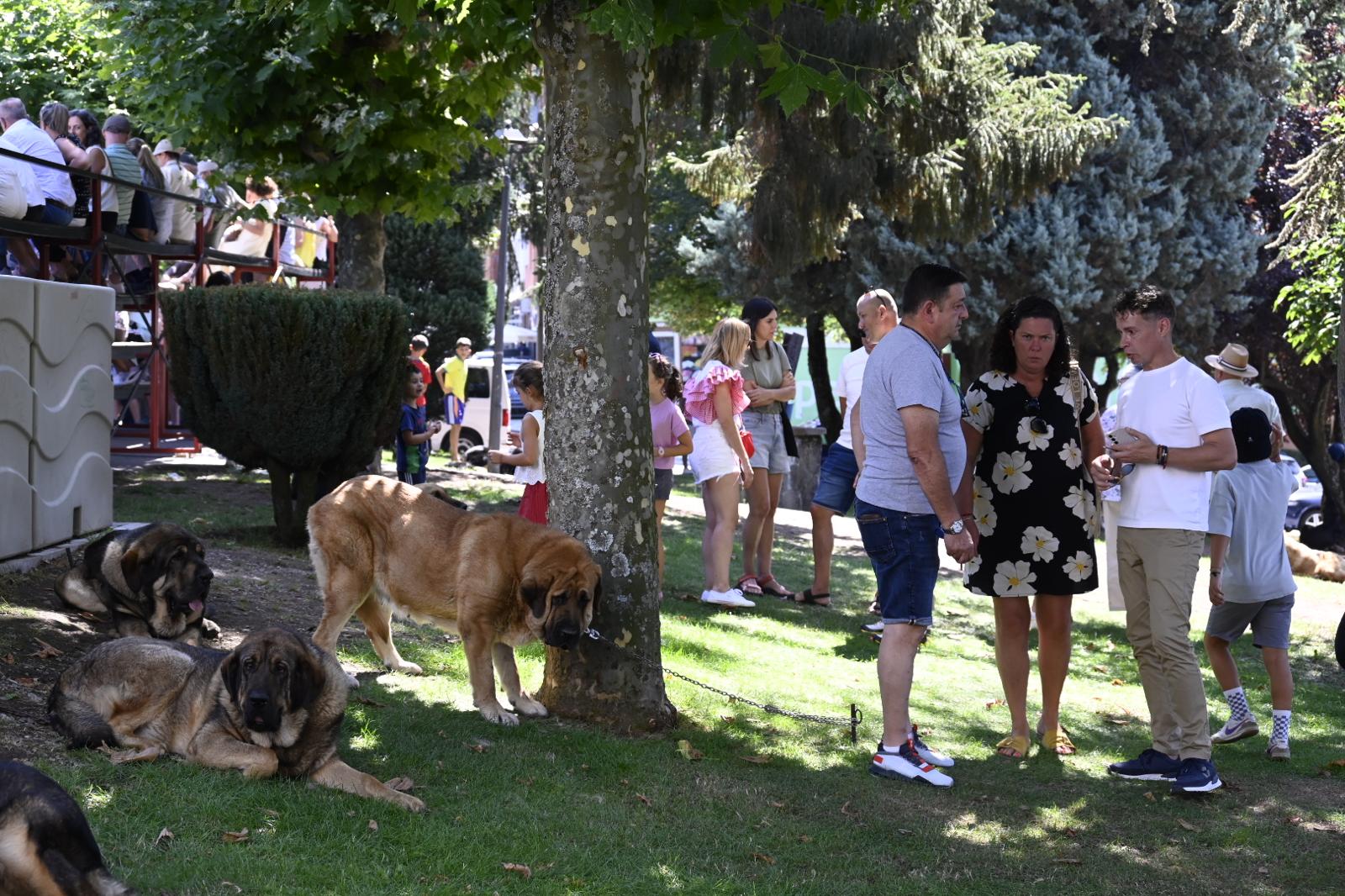 IX Campeonato del Mastín 