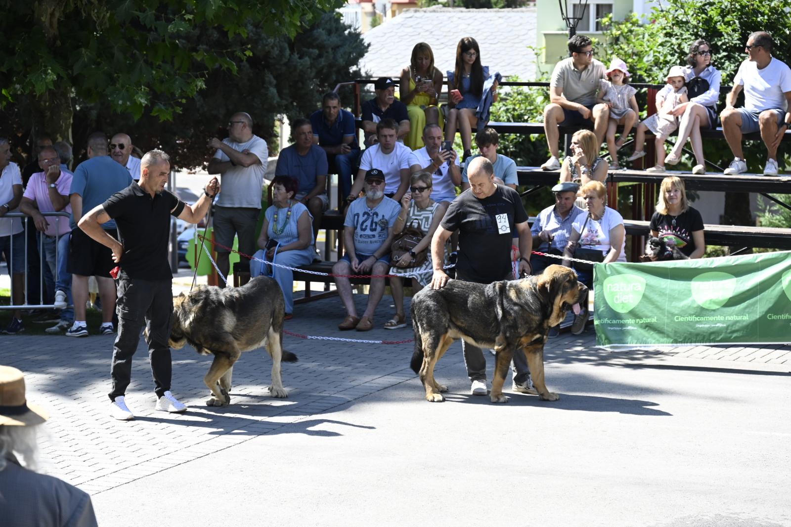 IX Campeonato del Mastín