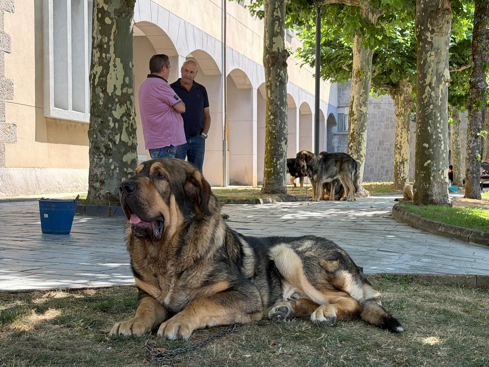 IX Campeonato del Mastín 