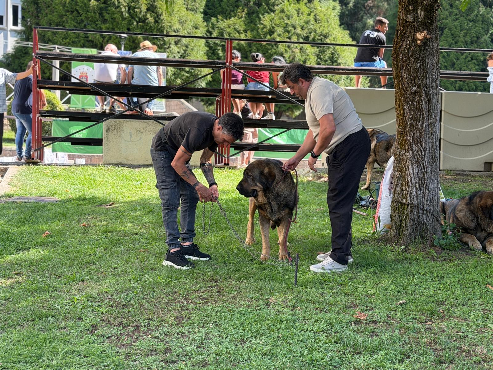 IX Campeonato del Mastín 