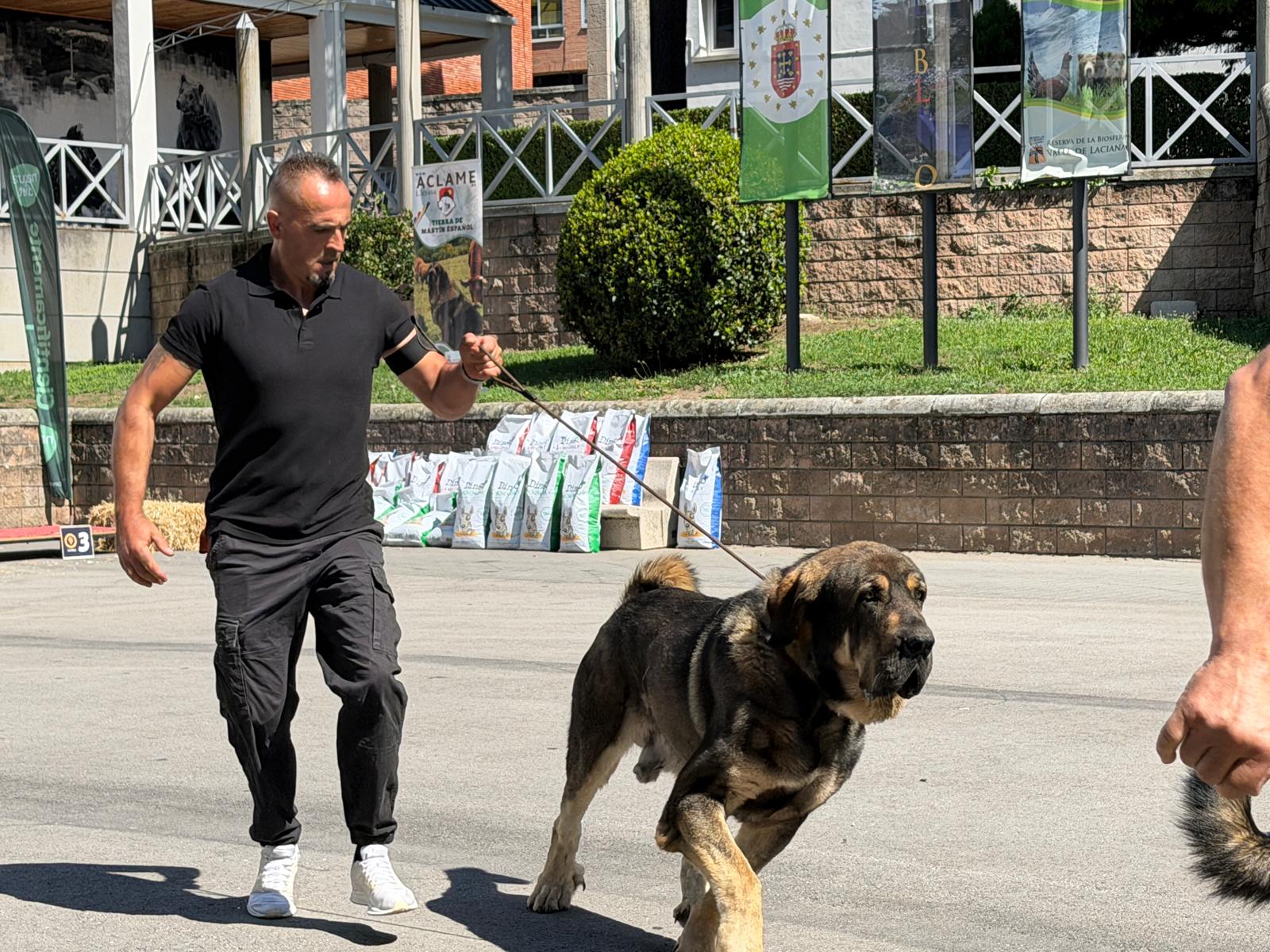IX Campeonato del Mastín