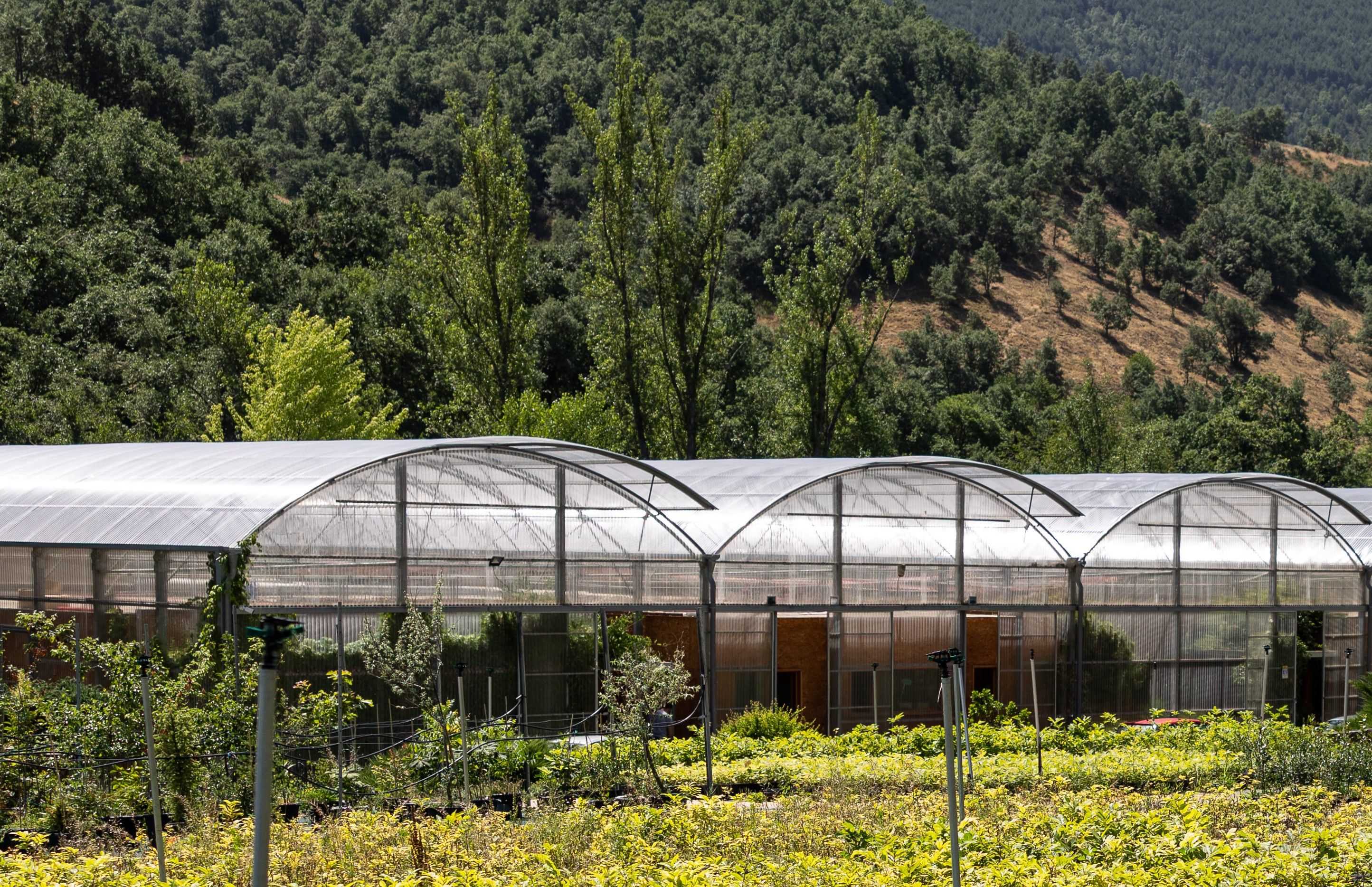 Vivero de Ciuden en Pobladura de las Regueras.