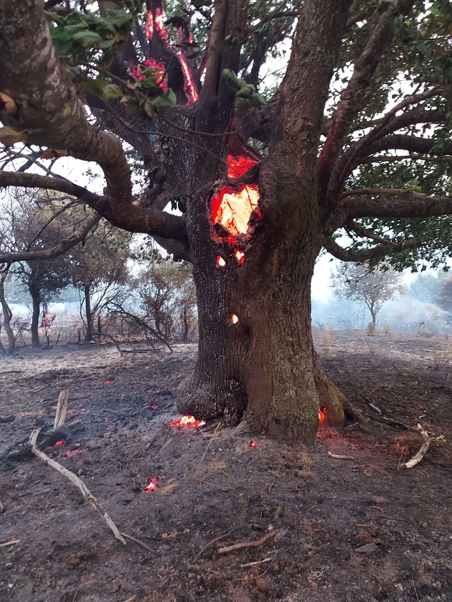 Castaños ardiendo en los fuegos sufridos en la zona.