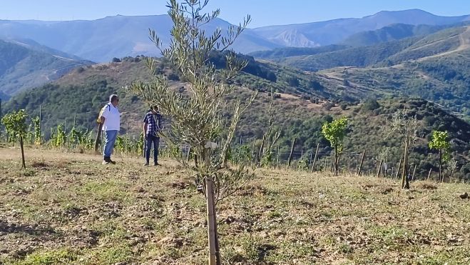 La plantación experimental de San Esteban tiene dos hectáreas y 600 olivos. | MAR IGLESIAS