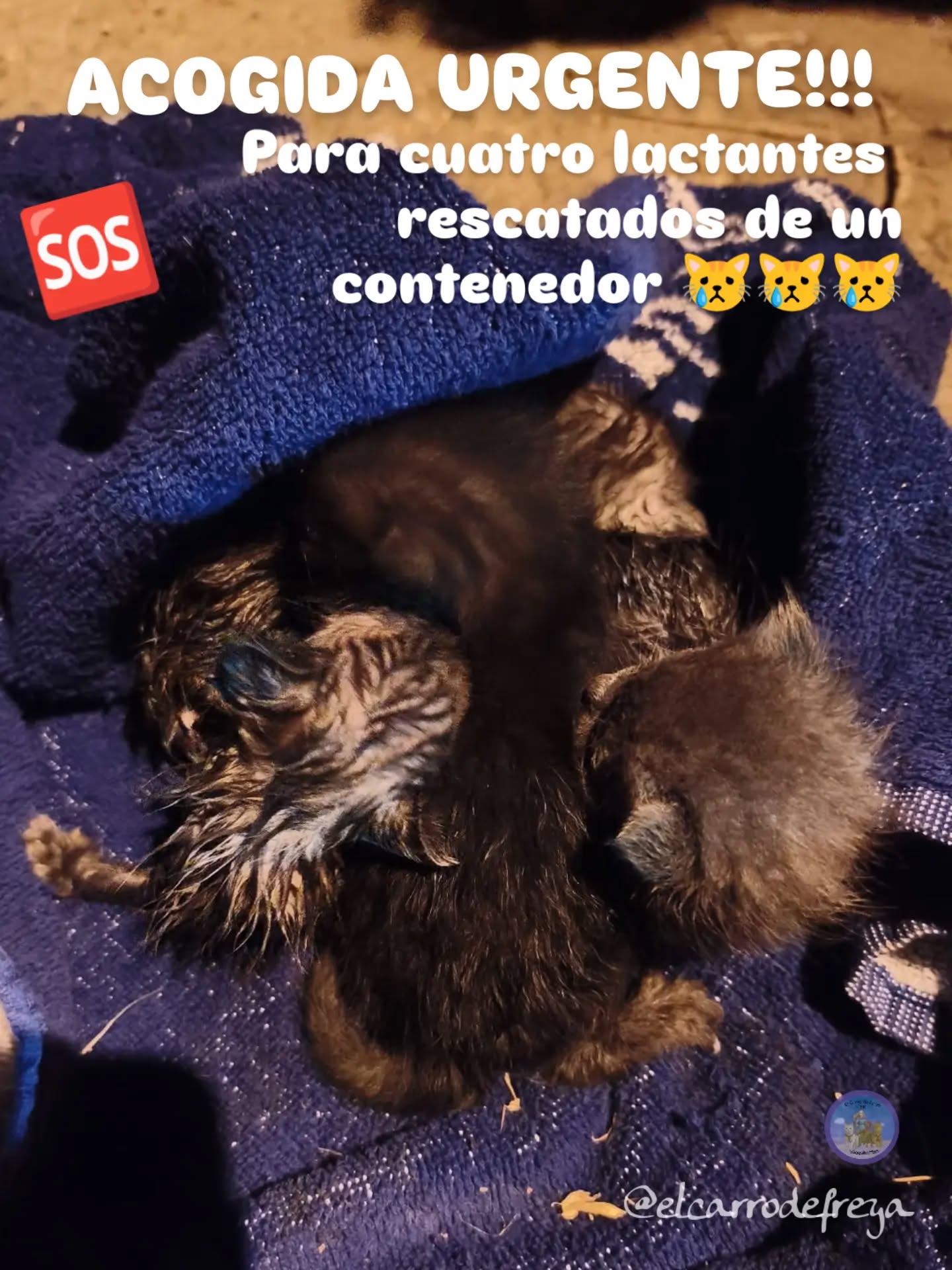 Imagen de los gatos que aparecieron en un contenedor en Villaquilambre. | EL CARRO DE FREYA