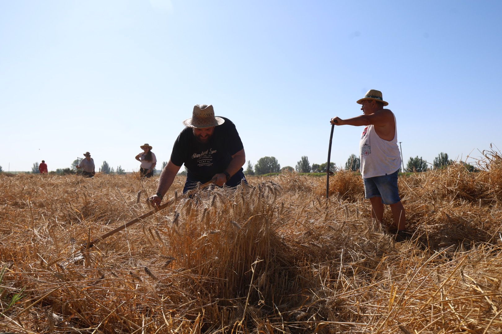 La Asociación Cultural de Cabreros del Río está organizando esta semana un taller de cosecha tradicional en el municipio. | FERNANDO OTERO