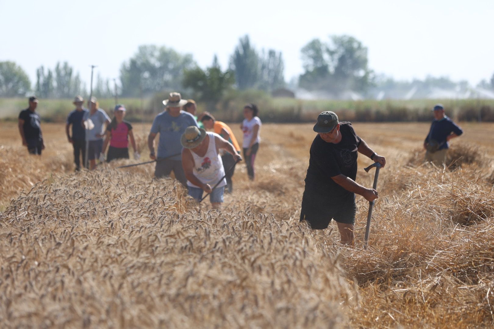 El taller de cosecha tradicional en Cabreros del Río, en imágenes