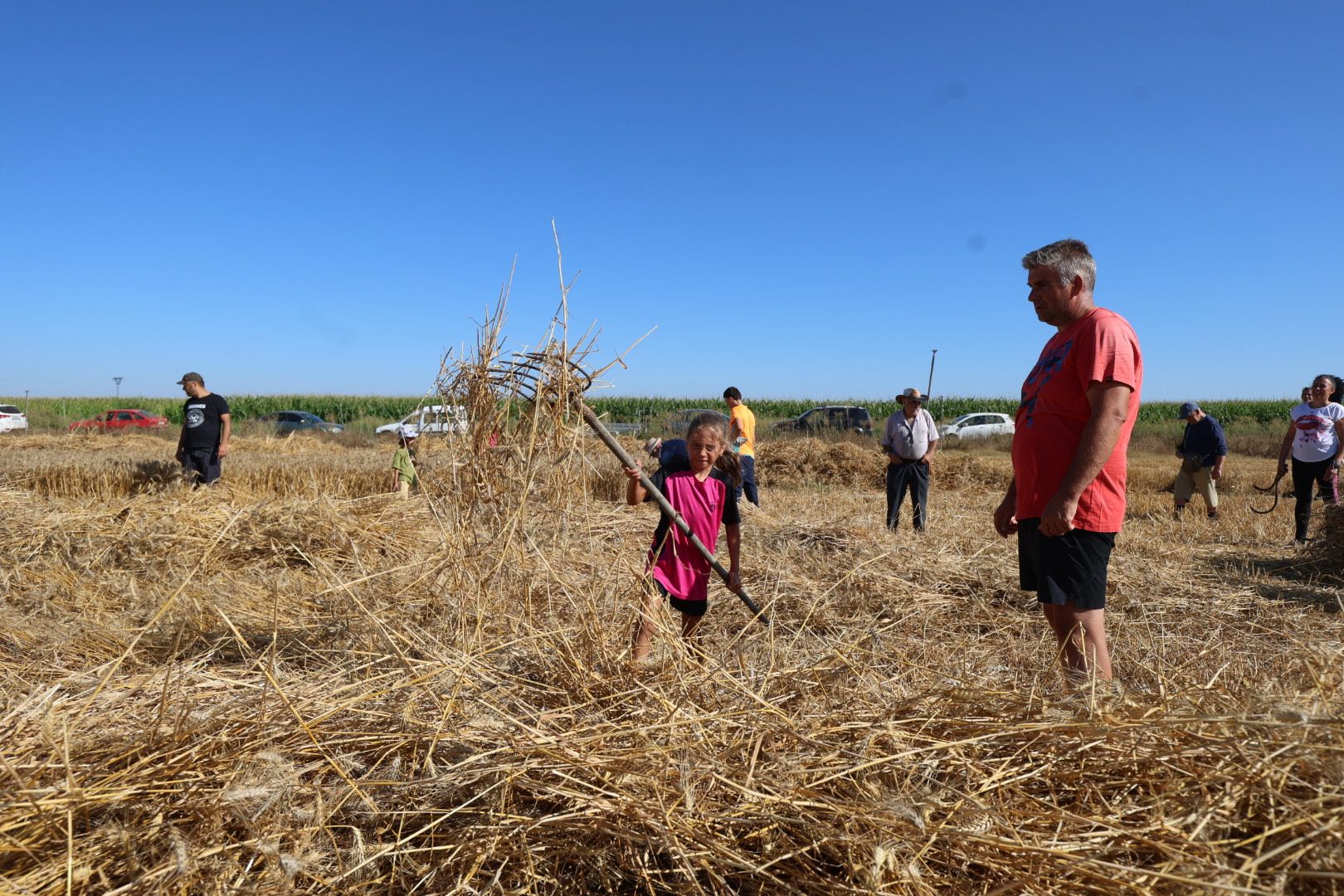 El taller de cosecha tradicional en Cabreros del Río, en imágenes