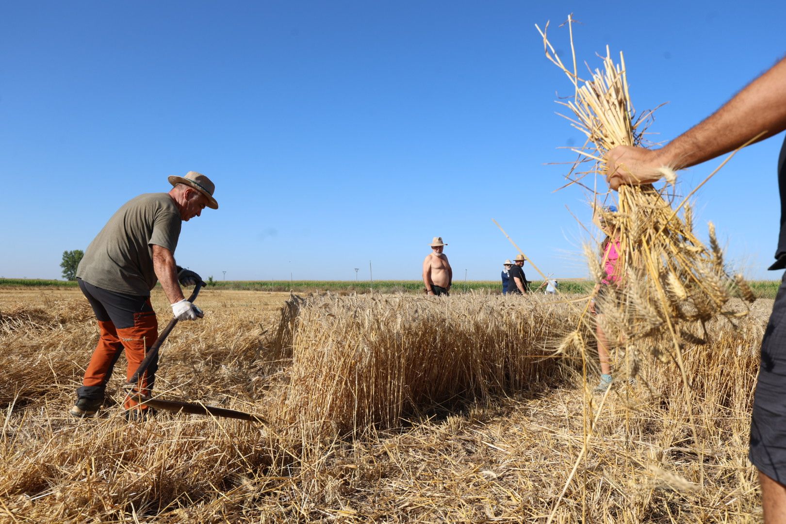 El taller de cosecha tradicional en Cabreros del Río, en imágenes 