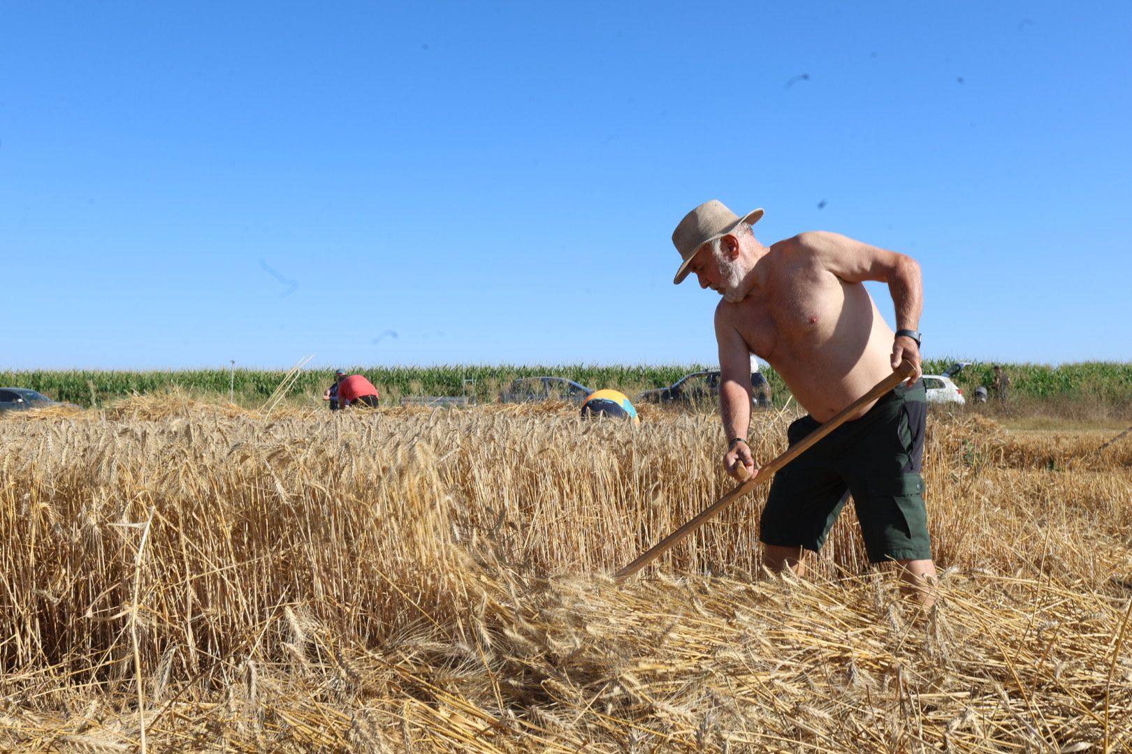 El taller de cosecha tradicional en Cabreros del Río, en imágenes 