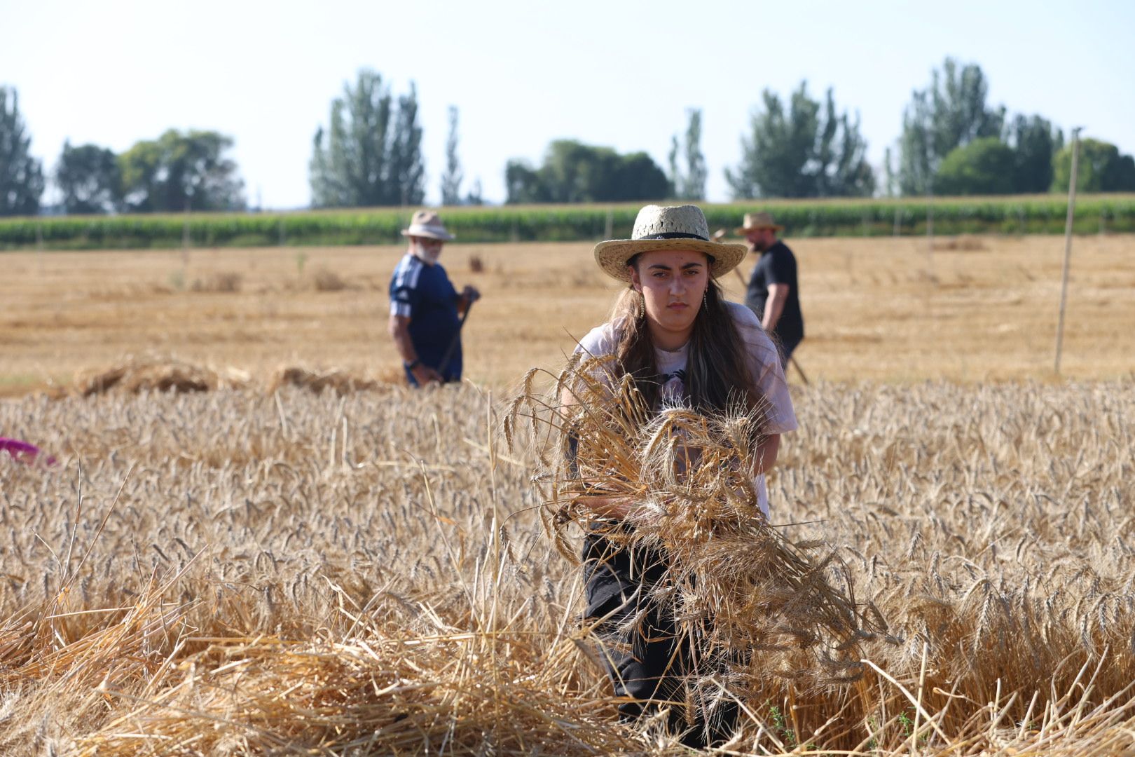 El taller de cosecha tradicional en Cabreros del Río, en imágenes 