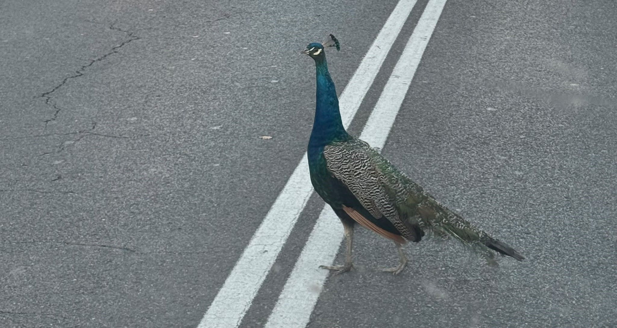 Un pavo real del parque de Quevedo, paseando tranquilamente por las calles de León. | L.N.C.