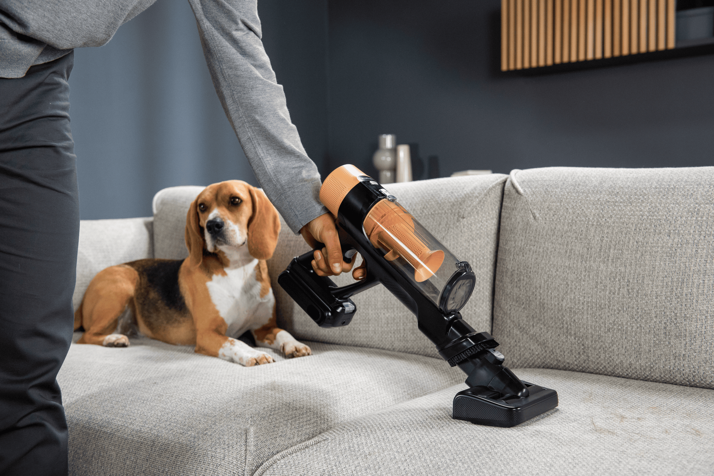 Qué hacer para que el sofá no acumule pelos de mascota