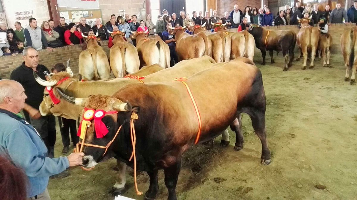 El recinto ferial Las Rozas de Villablino congregó a 27 ganaderías. :: L.N.C.