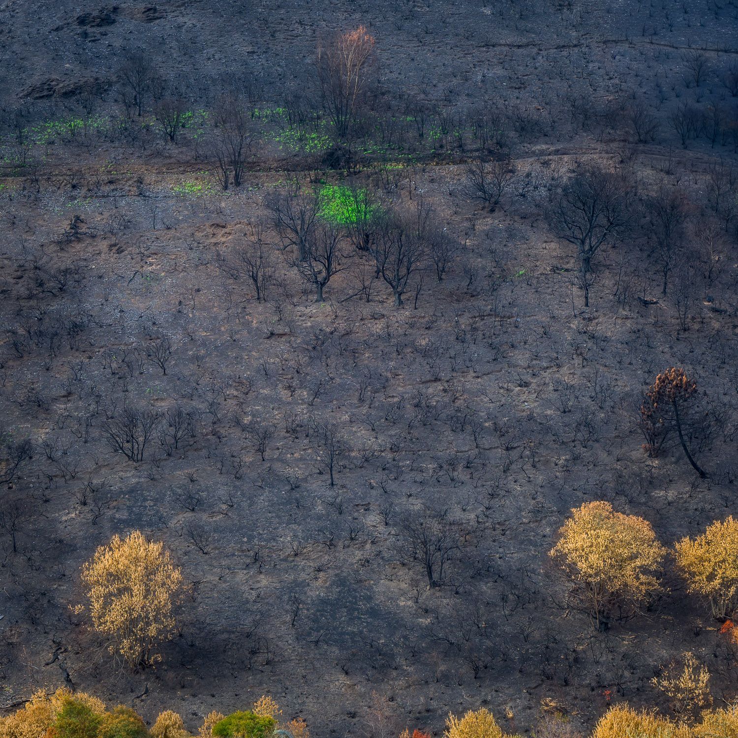 Imagen del Bierzo quemado.