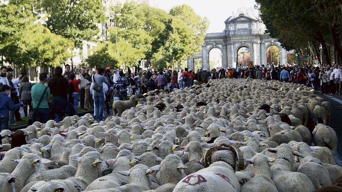 El rebaño de alrededor de 2.000 ovejas merinas llegó el viernes a la capital de España por la Puerta de Alcalá.