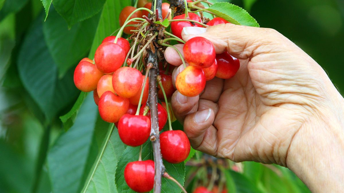 Las cerezas bercianas llevaban tres años luchando por la Marca. | ICAL