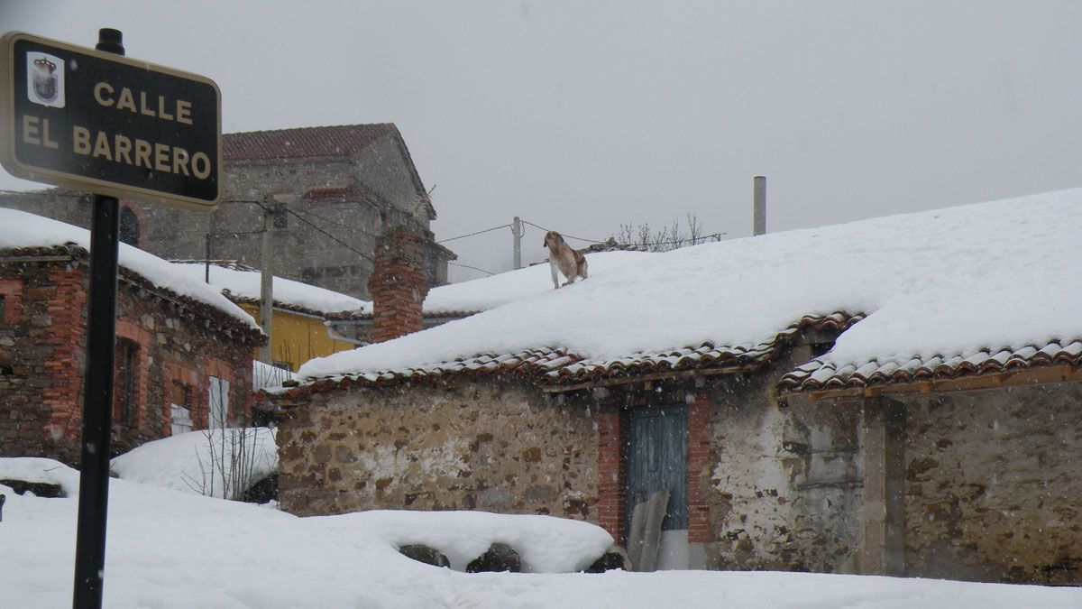 El can Messi, en lo alto de un tejado en Geras de Gordón. | ESTEFANÍA NIÑO