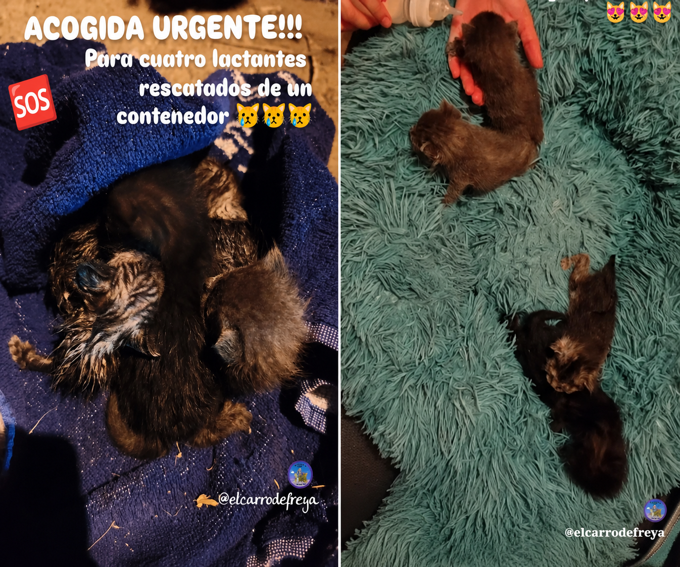 A la izquierda, cuando los encontraron y, a la derecha, actualmente. | EL CARRO DE FREYA