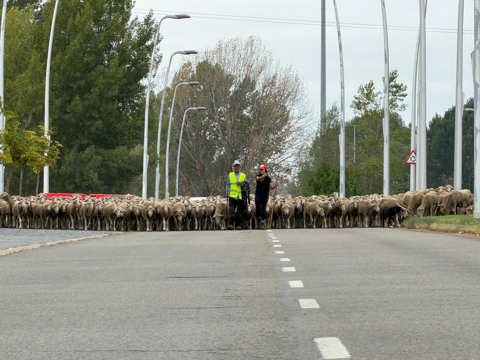 Las imágenes de la trashumancia en pleno agosto Las imágenes de la trashumancia en pleno agosto