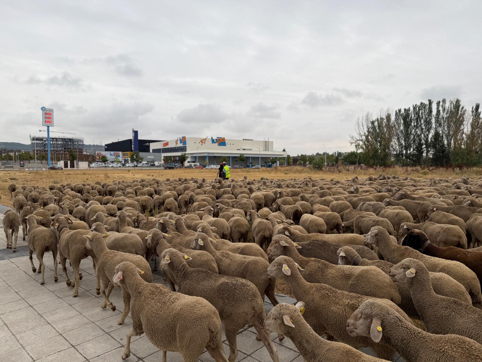 Las imágenes de la trashumancia en pleno agosto 
