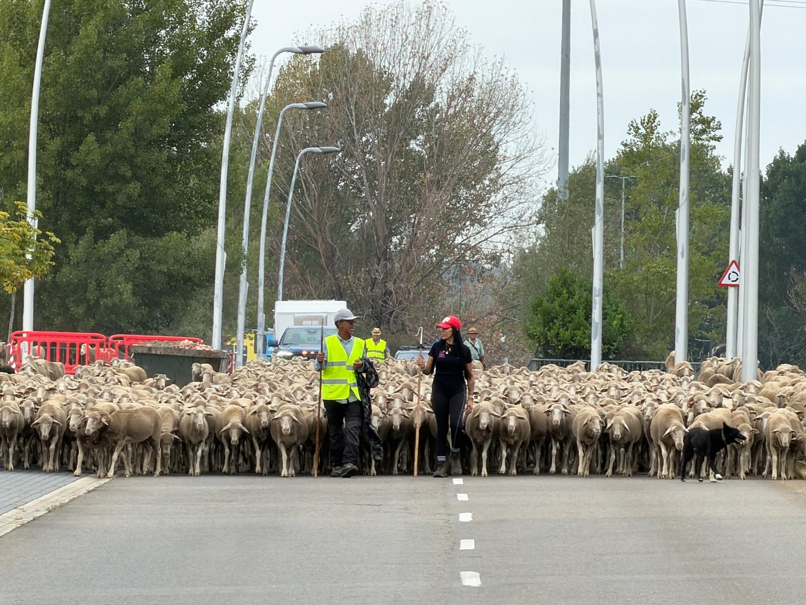 Las imágenes de la trashumancia en pleno agosto 