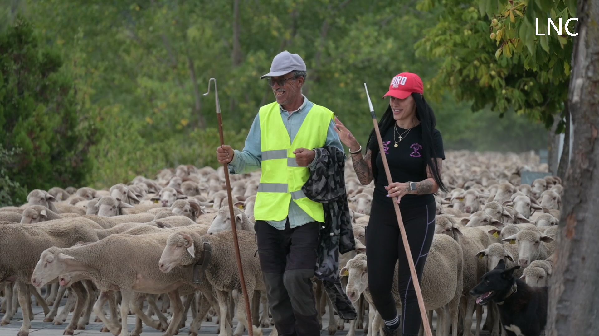 Un rebaño de más de 2.000 ovejas atraviesa León anunciando el final del verano Un rebaño de más de 2.000 ovejas atraviesa León anunciando el final del verano