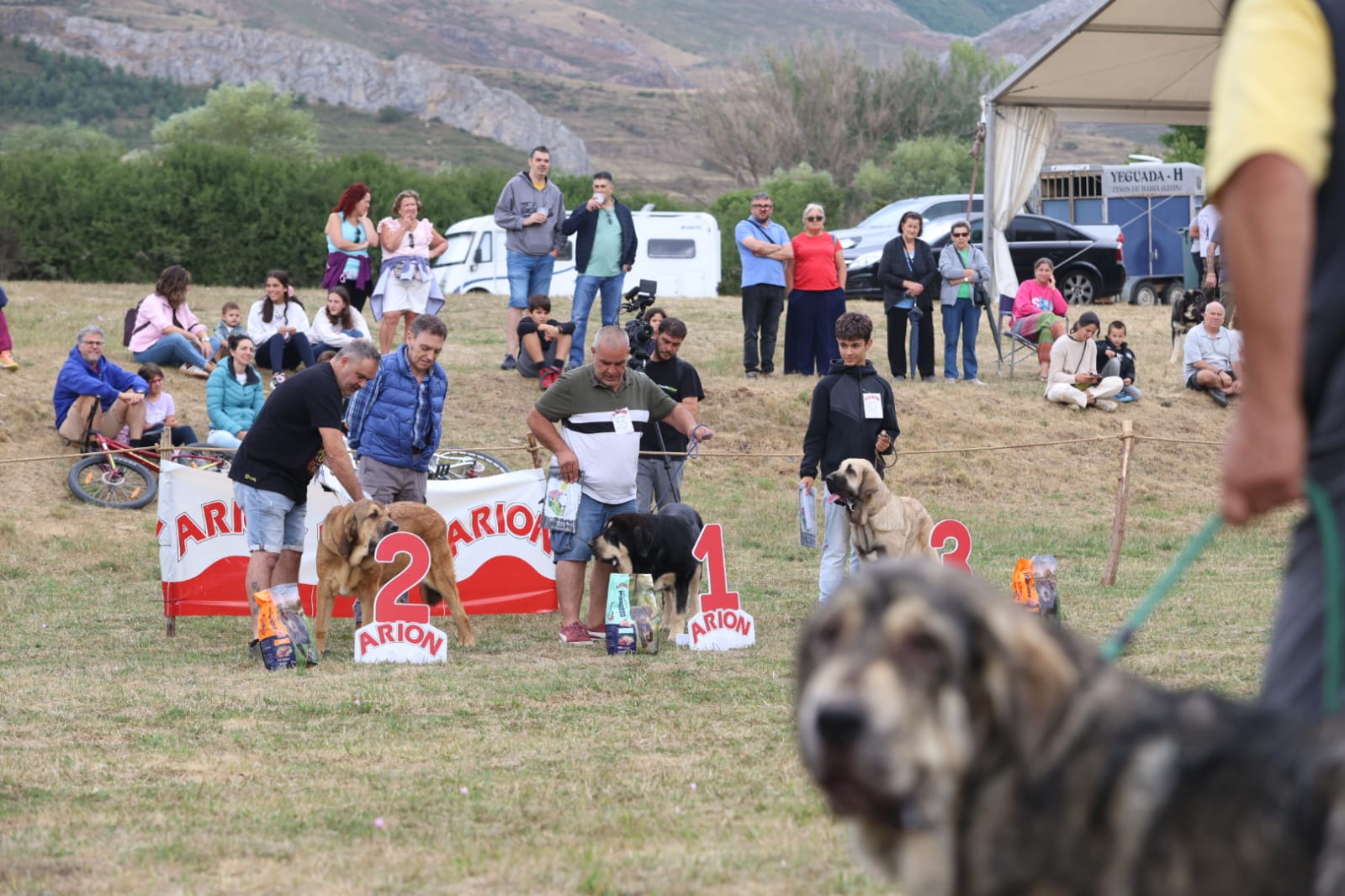 Concurso de Mastín Leonés en San Emiliano. | FERNANDO OTERO