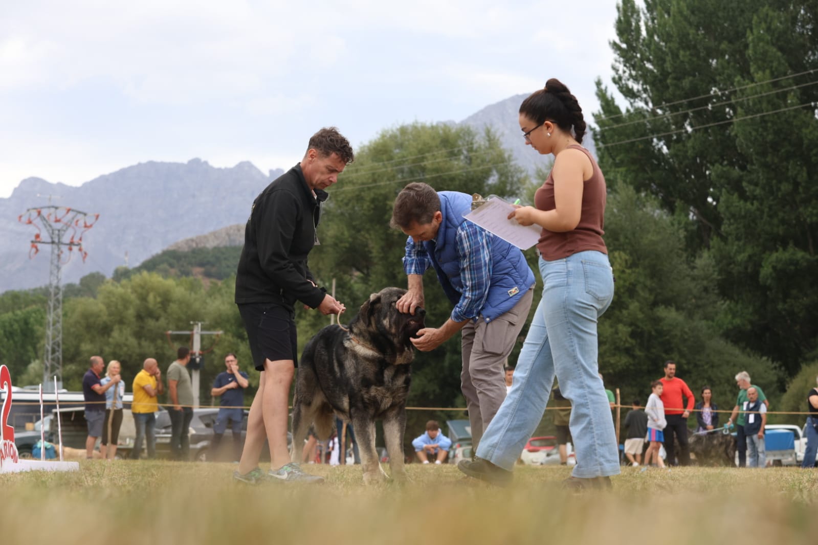 Concurso de Mastín Leonés en San Emiliano. | FERNANDO OTERO