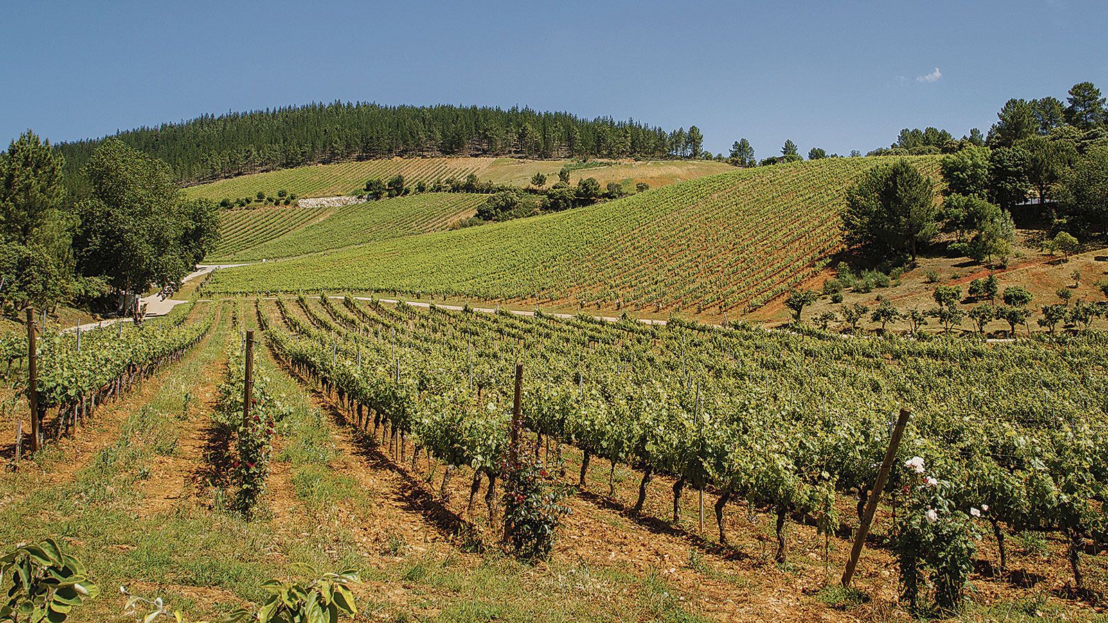 Paisaje del Palacio de Canedo, donde el relieve, la orientación, el suelo y el clima se combinan para configurar un terroir singular. | JAVIER FERNÁNDEZ LOZANO