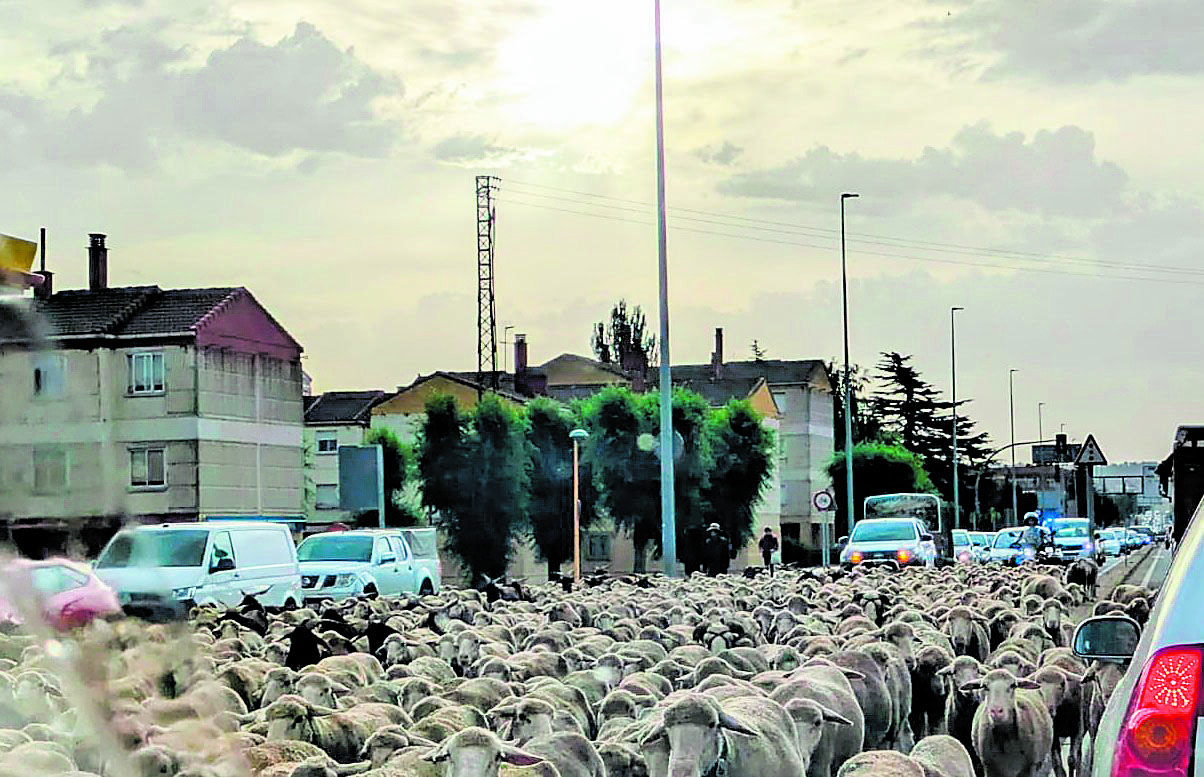 Paso de un rebaño trashumante por las calles de León. | MARTÍN MUÑOZ Paso de un rebaño trashumante por las calles de León. | MARTÍN MUÑOZ
