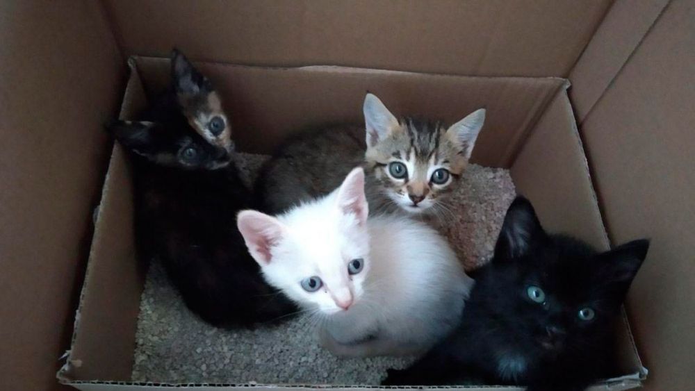 gatos valencia de don juan 15820 4 1000x563