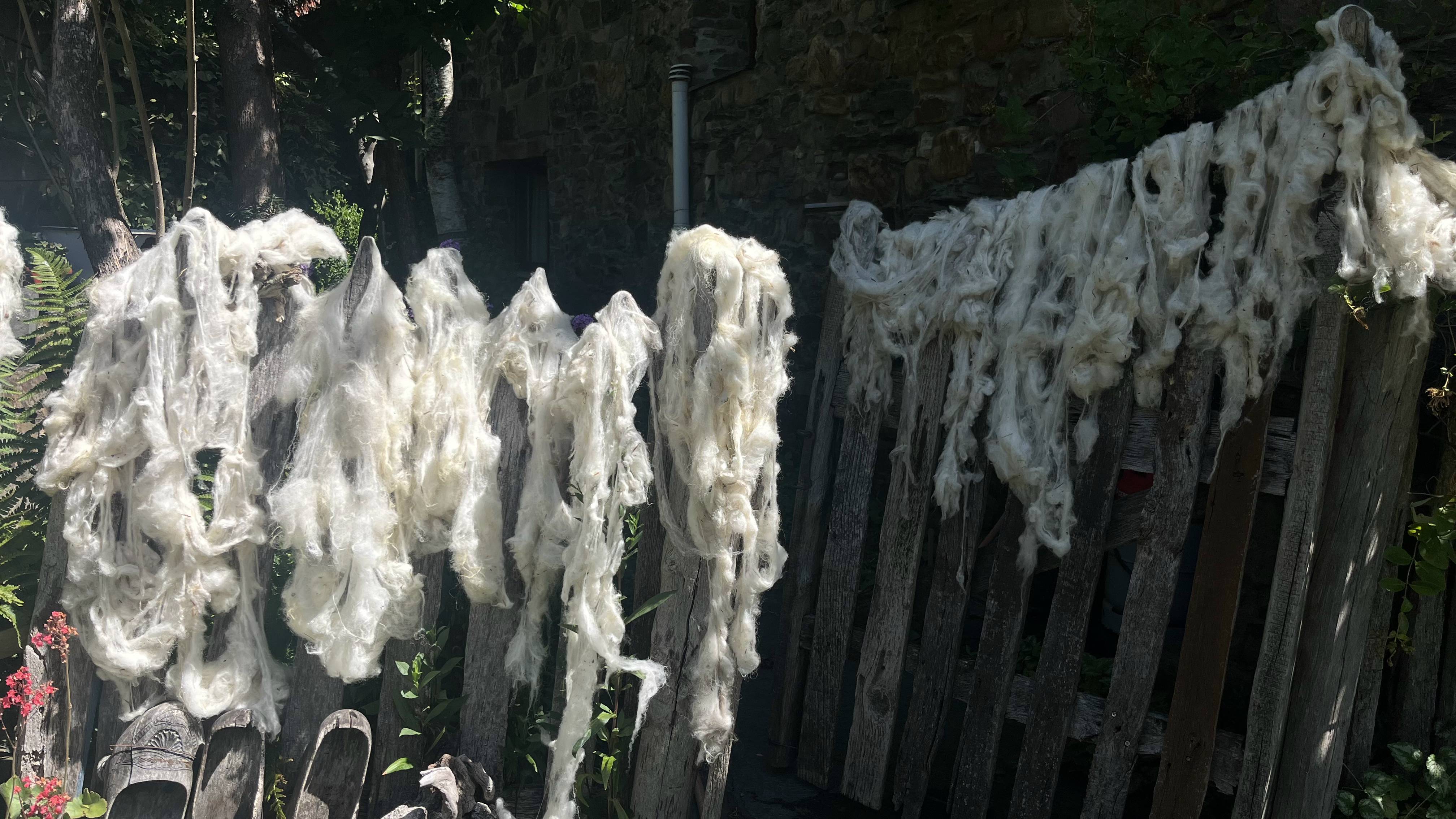 Imagen de la lana colgada en uno de los procesos del proyecto 'Oro blanco de Babia'. |L.N.C.