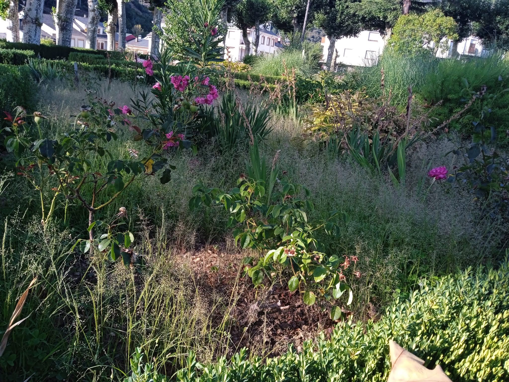 Imagen denuncia del estado en el que está el jardín de la Alameda.