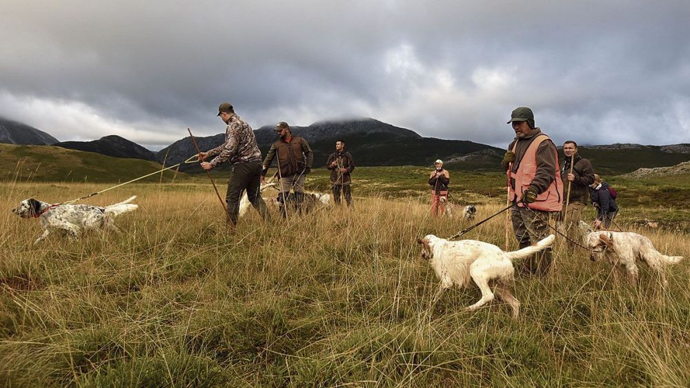 Perros participantes en un campeonato celebrado en la comarca de Babia. |  SAÚL ARÉN