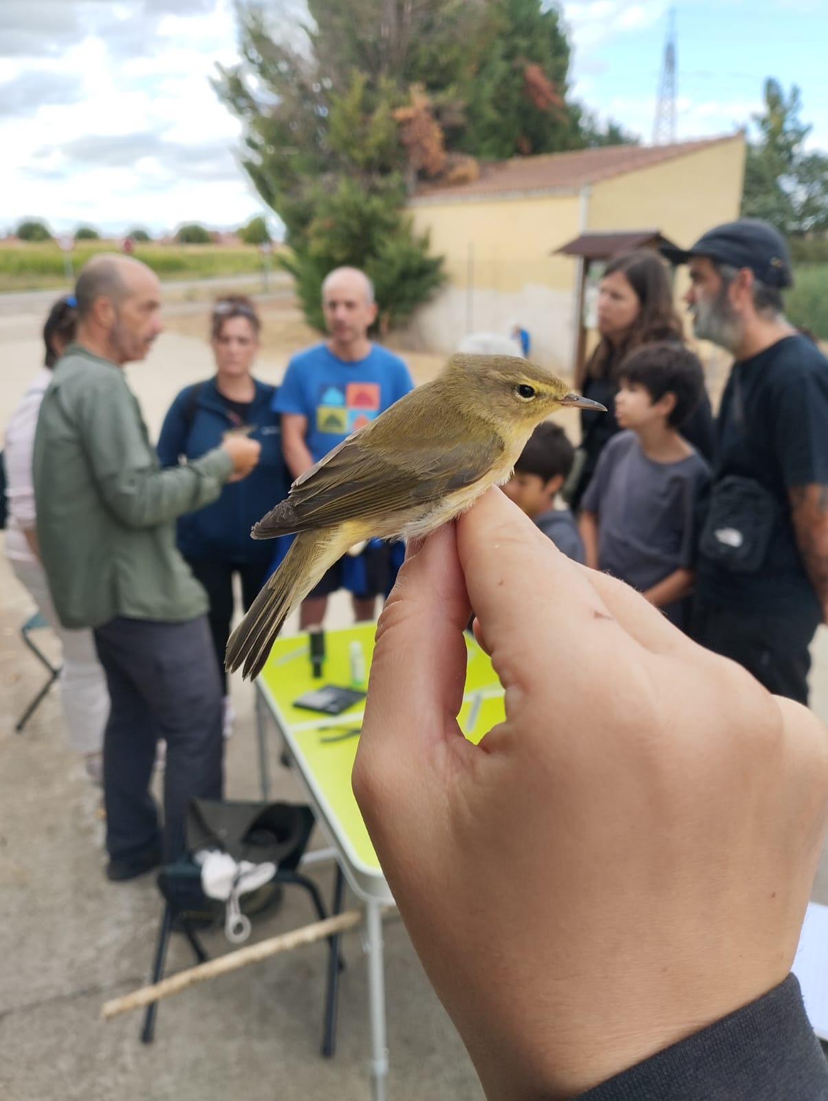 Mosquitero ibérico (Phylloscopus ibericus), una de las especies estudiadas.L.N.C. Mosquitero ibérico (Phylloscopus ibericus), una de las especies estudiadas.L.N.C.