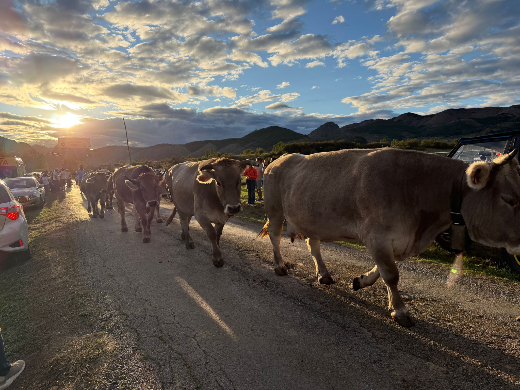 Feria Ganadera de Valle de Reyero. | L.N.C.