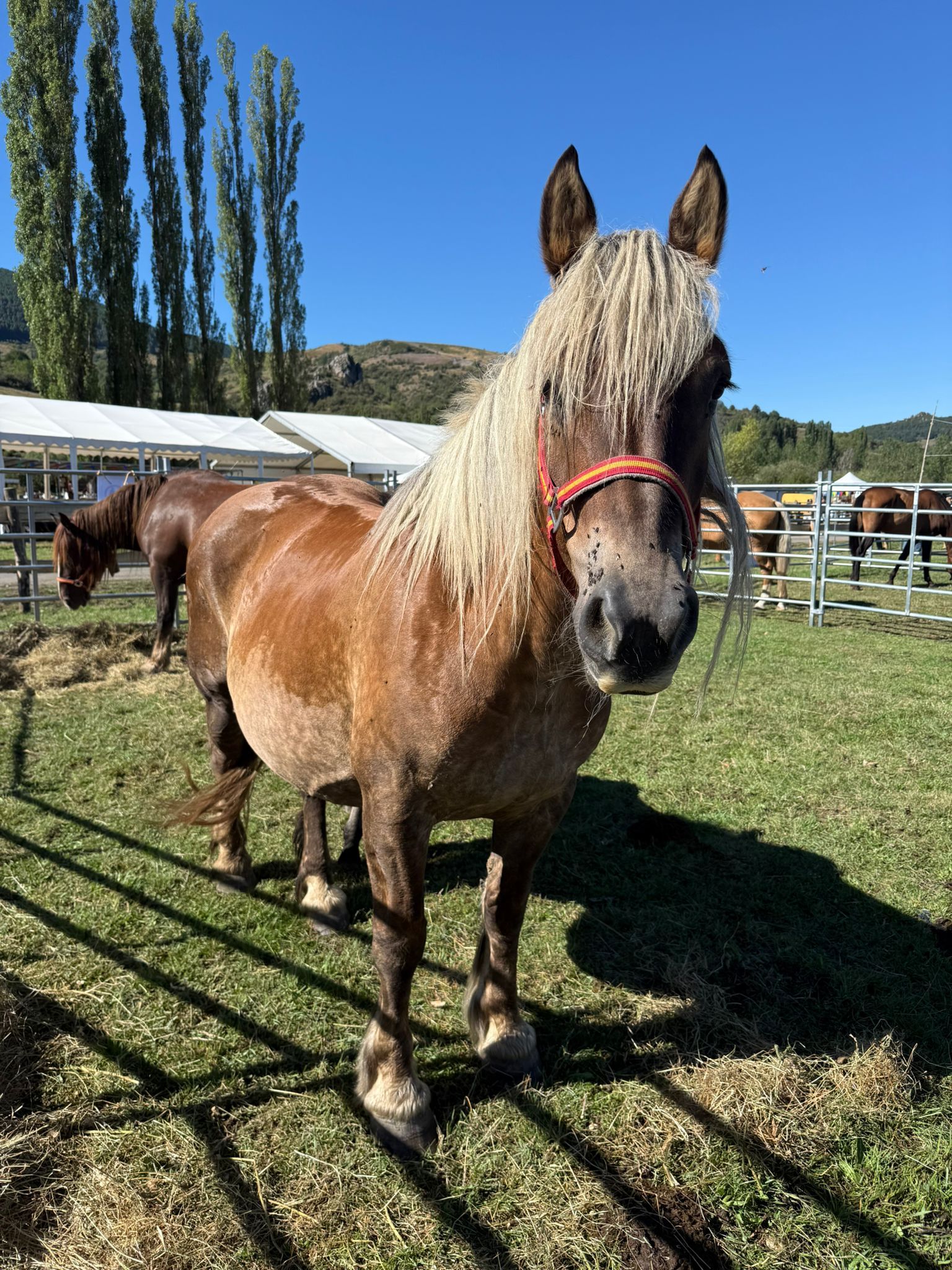 Feria Ganadera de Valle de Reyero. | L.N.C.