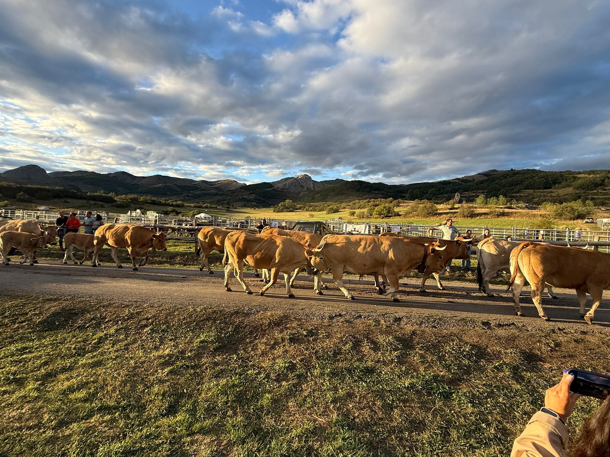 Feria Ganadera de Valle de Reyero. | L.N.C.