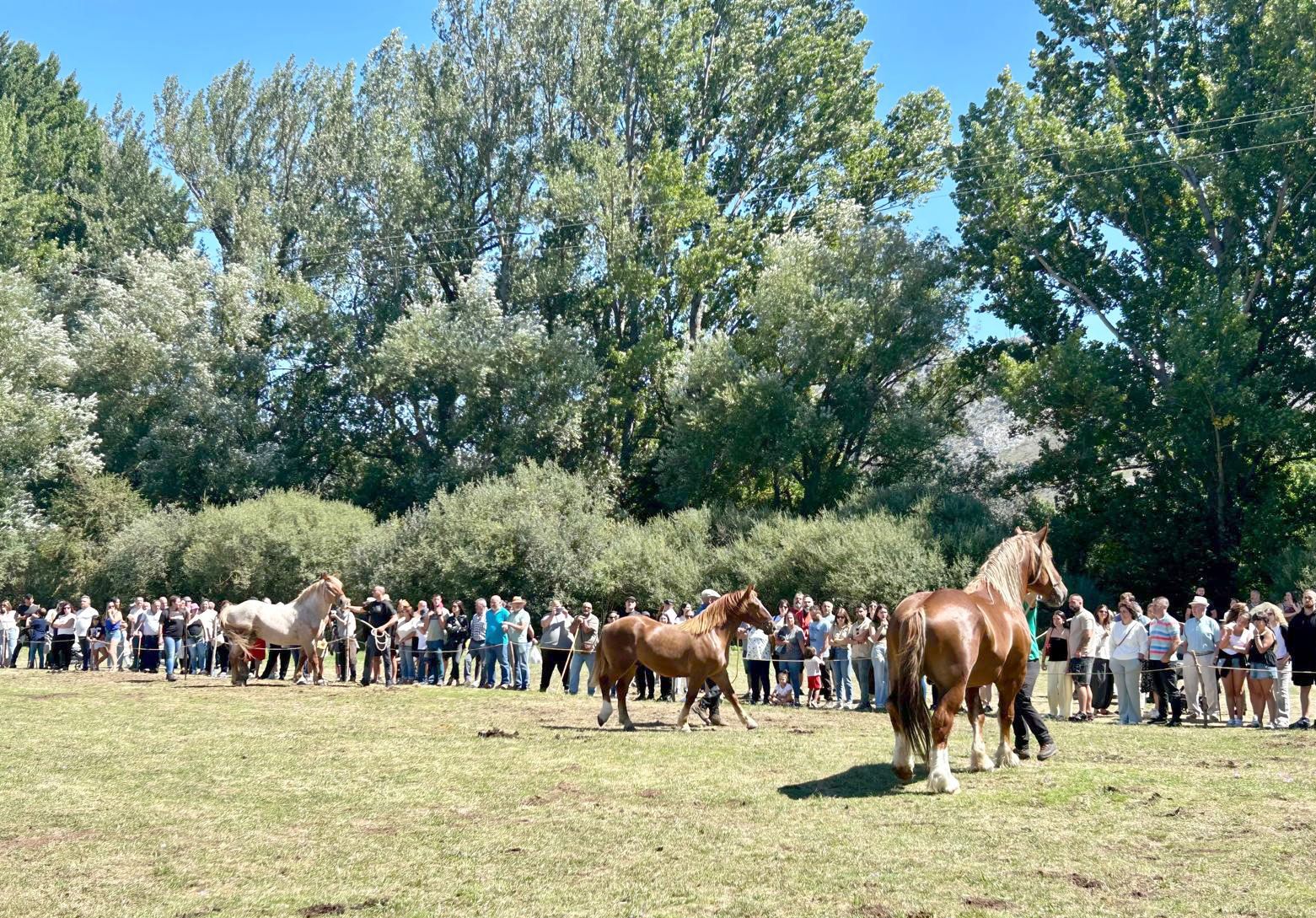 La XXXVI edición del Concurso-Exposición Hispano-Bretón volvió a tener una gran acogida. | ICAL
